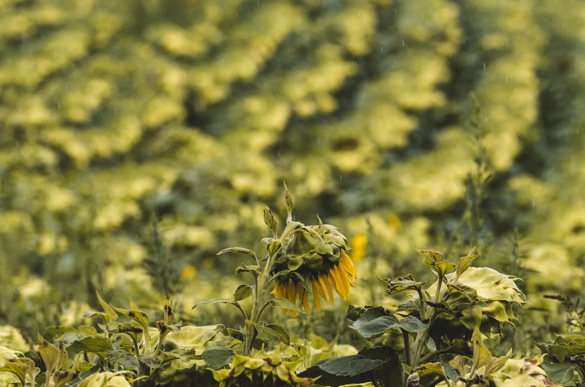 Palprints: fundraising campaign in support of the civilians of Gaza.